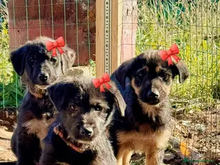 Meticcio cani ADOZ.DEL CUORE: 3 cucciole a morire in un cartone! - Annuncio 16