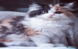 Persiano gatti in vendita: Cucciolo di gatto Persiano a Città Metropolitana di Bologna - Immagine 4