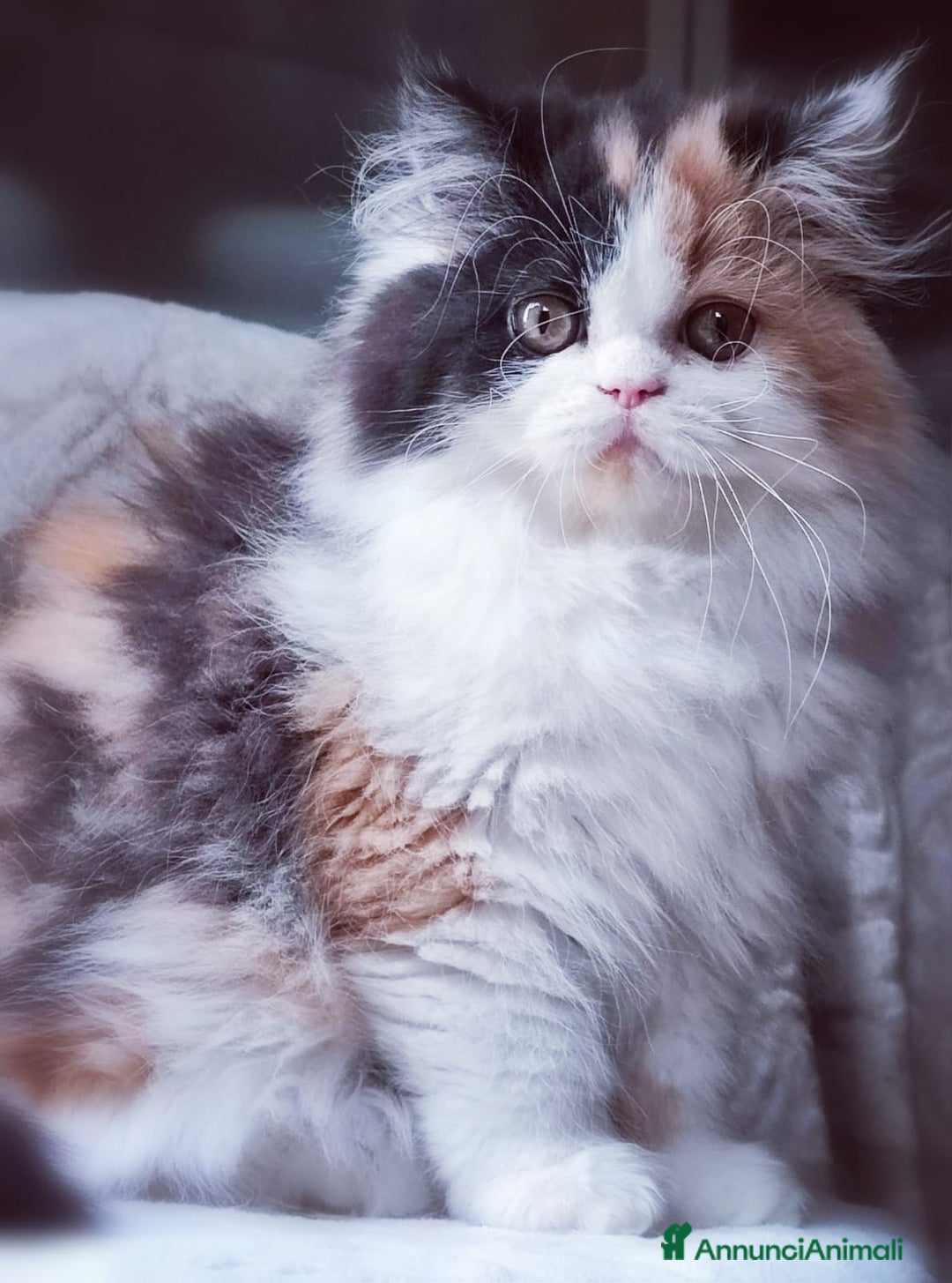 Persiano gatti in vendita: Cucciolo di gatto Persiano a Città Metropolitana di Bologna - Immagine 4