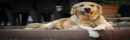 Golden Retriever cani in vendita: Ultimi cuccioli disponibili - Annuncio 5