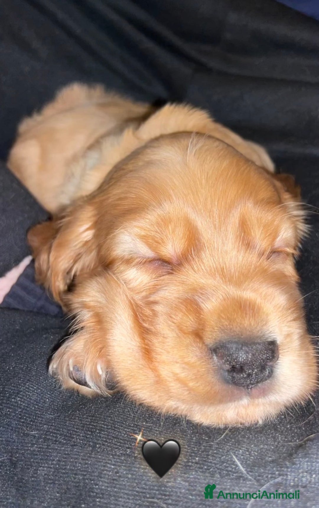 Cocker cani in vendita: Dolcissimi cuccioli di Cocker Spaniel Inglese - Annuncio 12