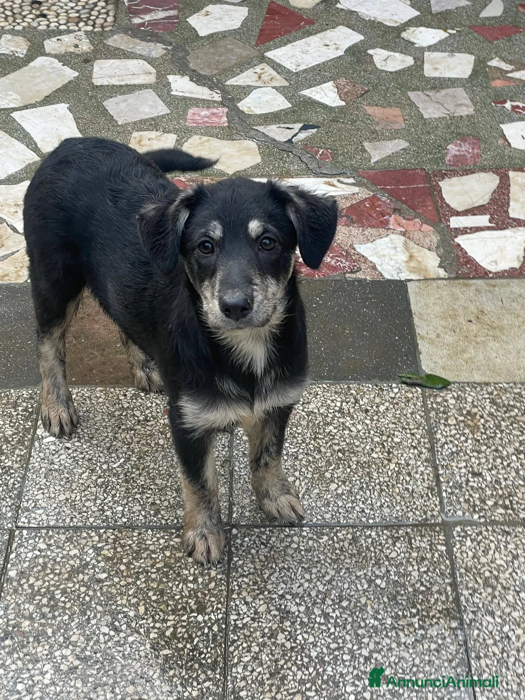 Meticcio cani in regalo: Stella e Kira cucciole tenerissime - Annuncio 5