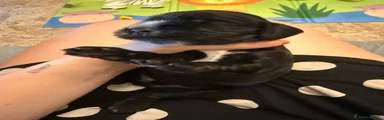 Cocker 3
