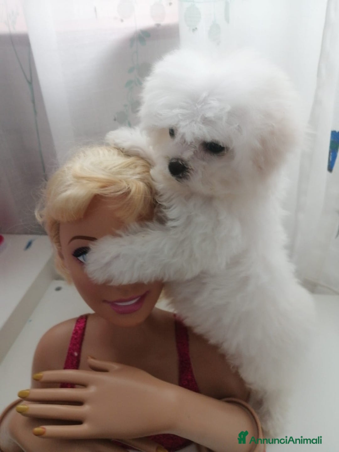 Maltese cani in vendita: CUCCIOLI DI RAZZA MALTESE  CON PEDIGREE ENCI - Annuncio 2