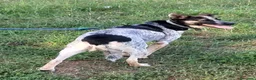 Meticcio cani in regalo: Divy, una bellezza di meticcia - Annuncio 6