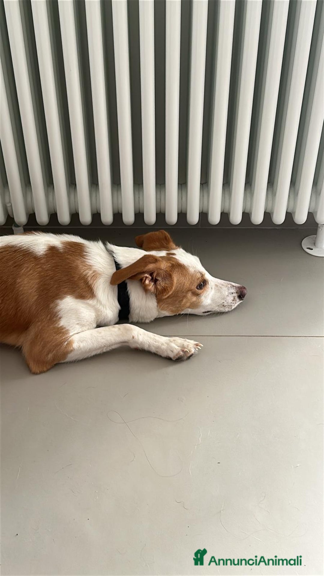 Meticcio cani in regalo: MILA TG MEDIO PICCOLA STA CERCANDO LA SUA FAMIGLIA - Annuncio 2