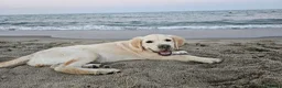 Golden Retriever cani in vendita: Golden retriver 100% linea inglese  - Annuncio 7