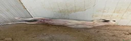 Meticcio cani in regalo: BIANCA E BERNIE - Annuncio 2