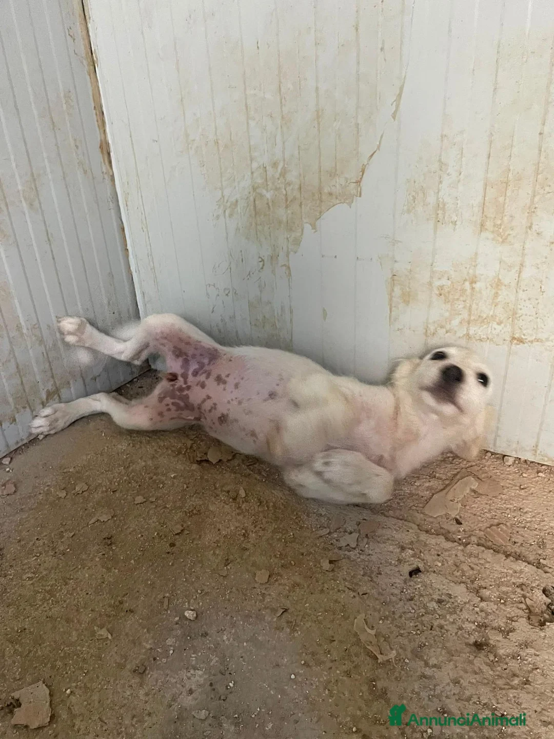 Meticcio cani in regalo: BIANCA E BERNIE - Annuncio 2