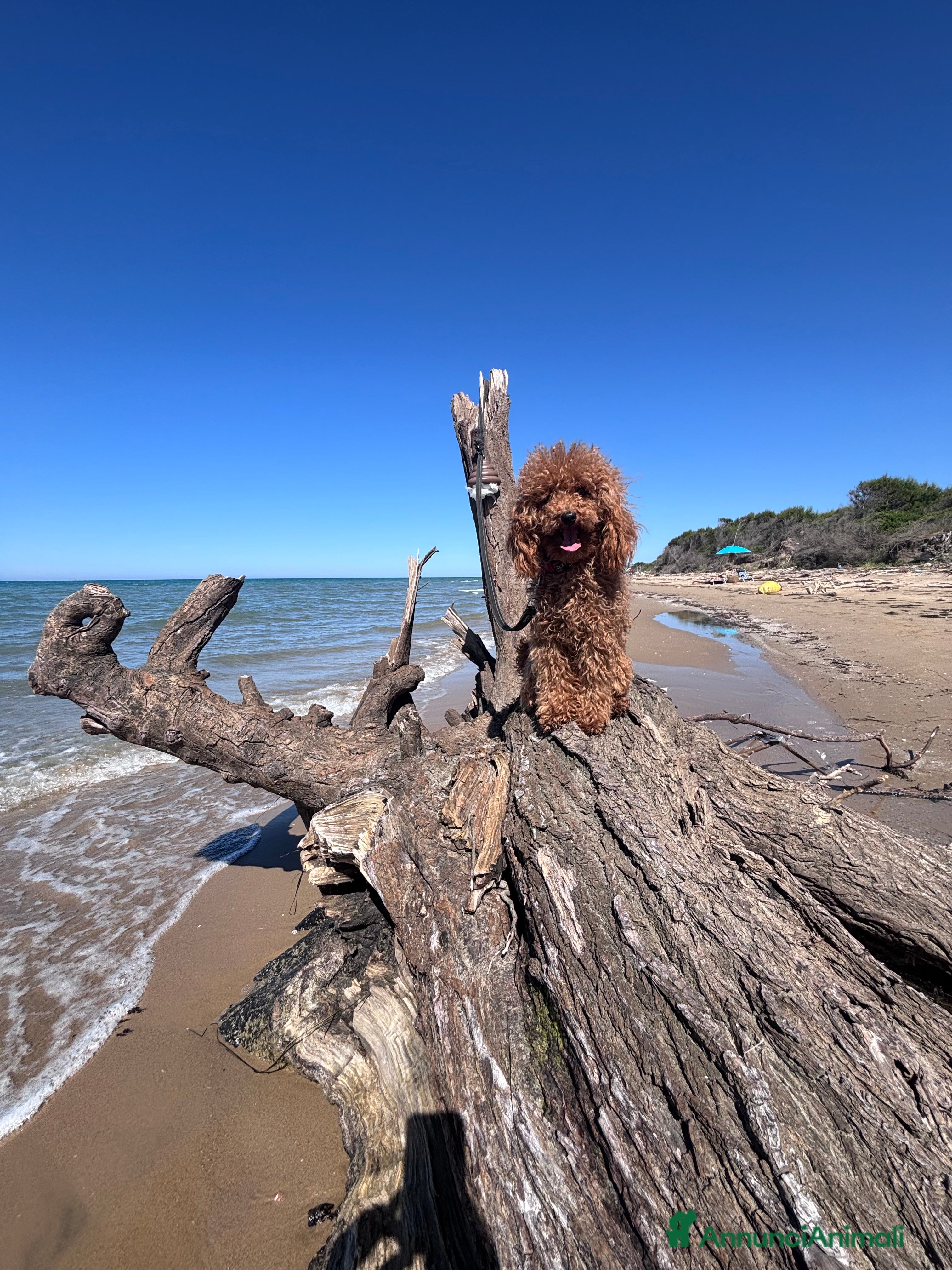 Barboncino Toy cani Barbone toy - Annuncio 23