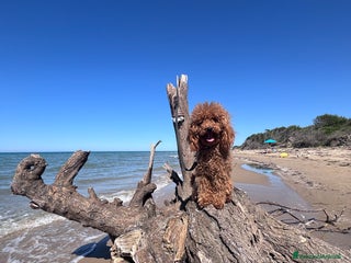 Barboncino Toy cani Barbone toy - Annuncio 23