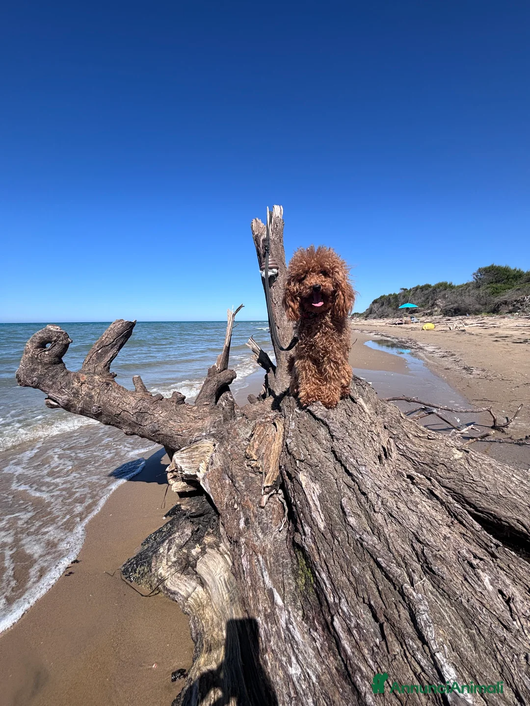 Barboncino Toy cani in vendita: Barbone toy - Annuncio 1