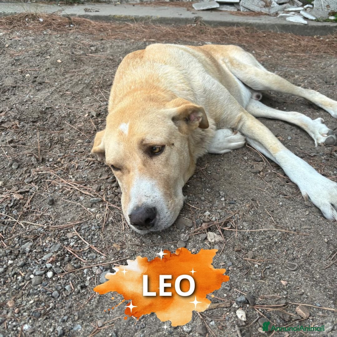 Meticcio cani LEO 💙 - rischia la vita tutti i giorni 😢🥺 - Annuncio 2