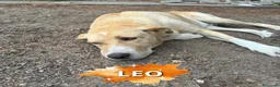 Meticcio cani in regalo: LEO 💙 - rischia la vita tutti i giorni 😢🥺 - Annuncio 1