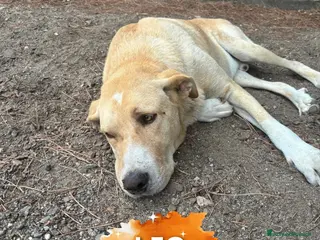 Meticcio cani LEO 💙 - rischia la vita tutti i giorni 😢🥺 - Annuncio 2