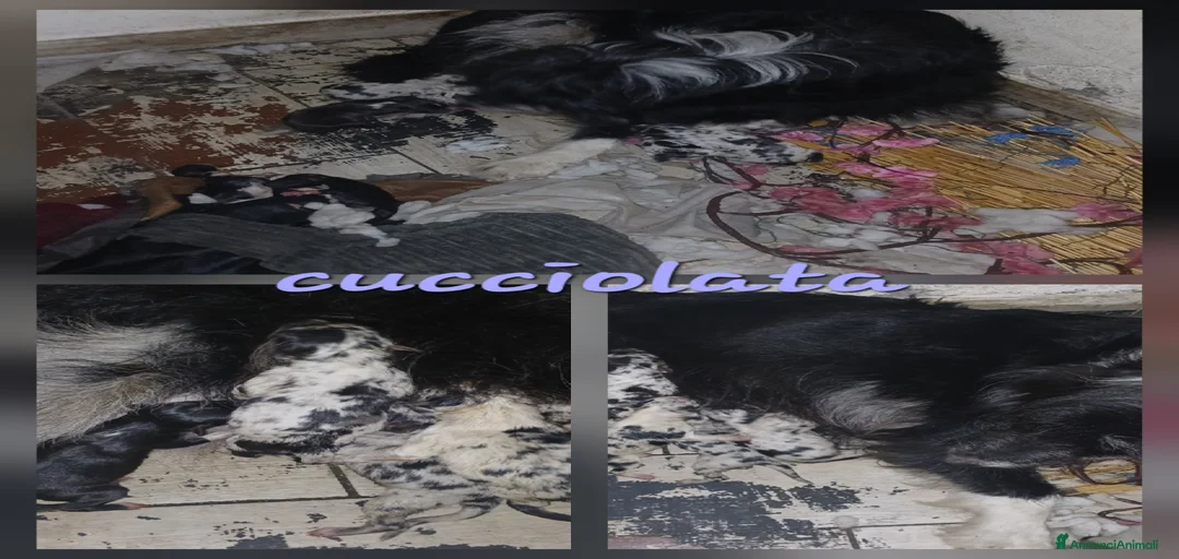 Immagine della galleria {{count}}