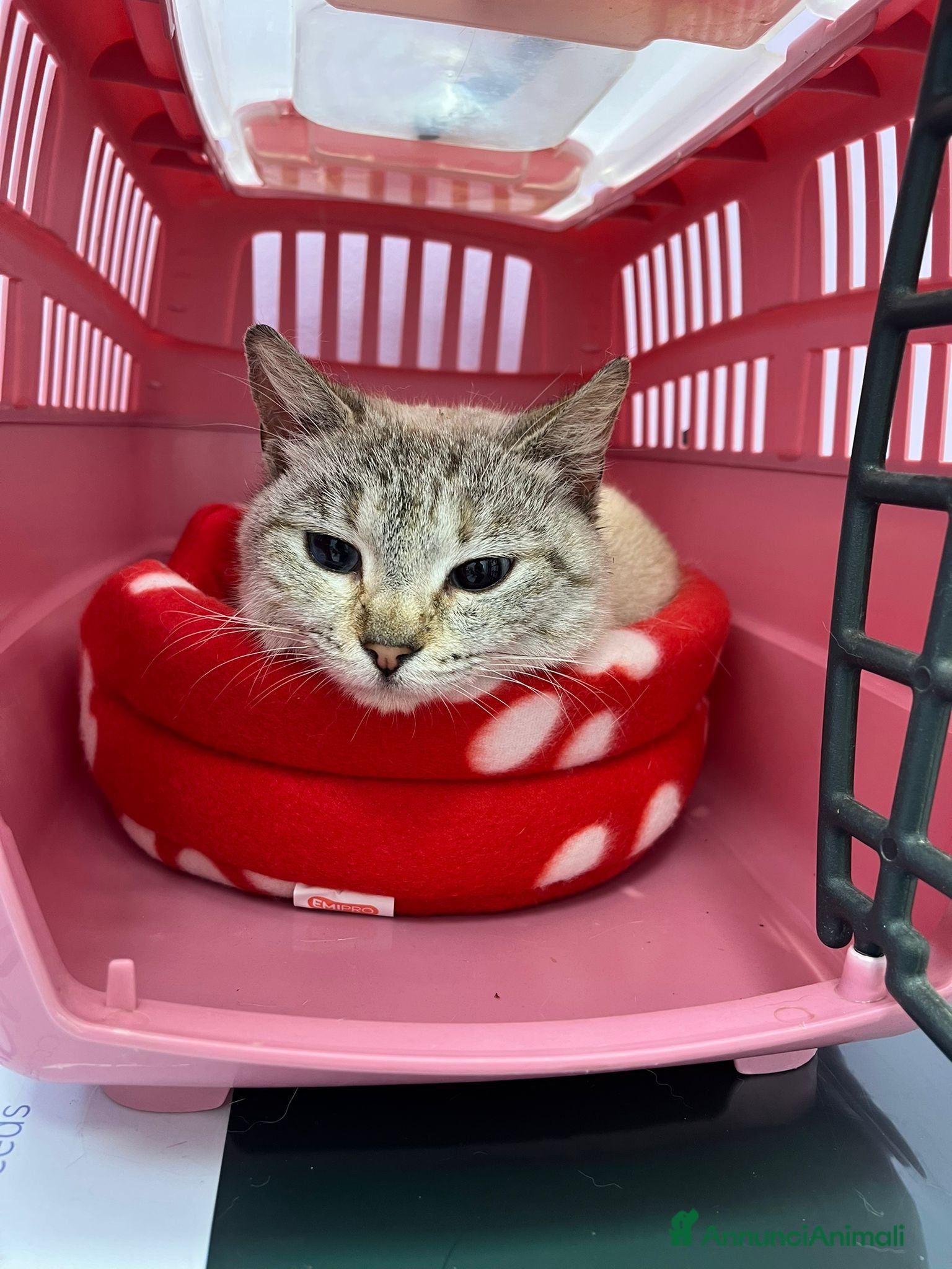 Siamese gatti Gattina incrocio siamese occhi azzurri - Annuncio 1