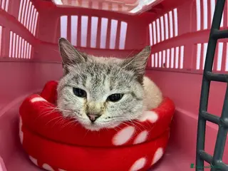 Siamese gatti Gattina incrocio siamese occhi azzurri - Annuncio 1