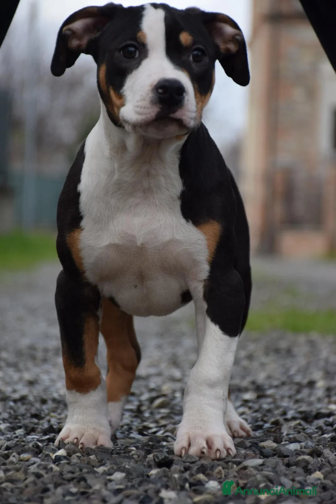 Pitbull cani in vendita: Cuccioli American Pit Bull anche a rate - Annuncio 22