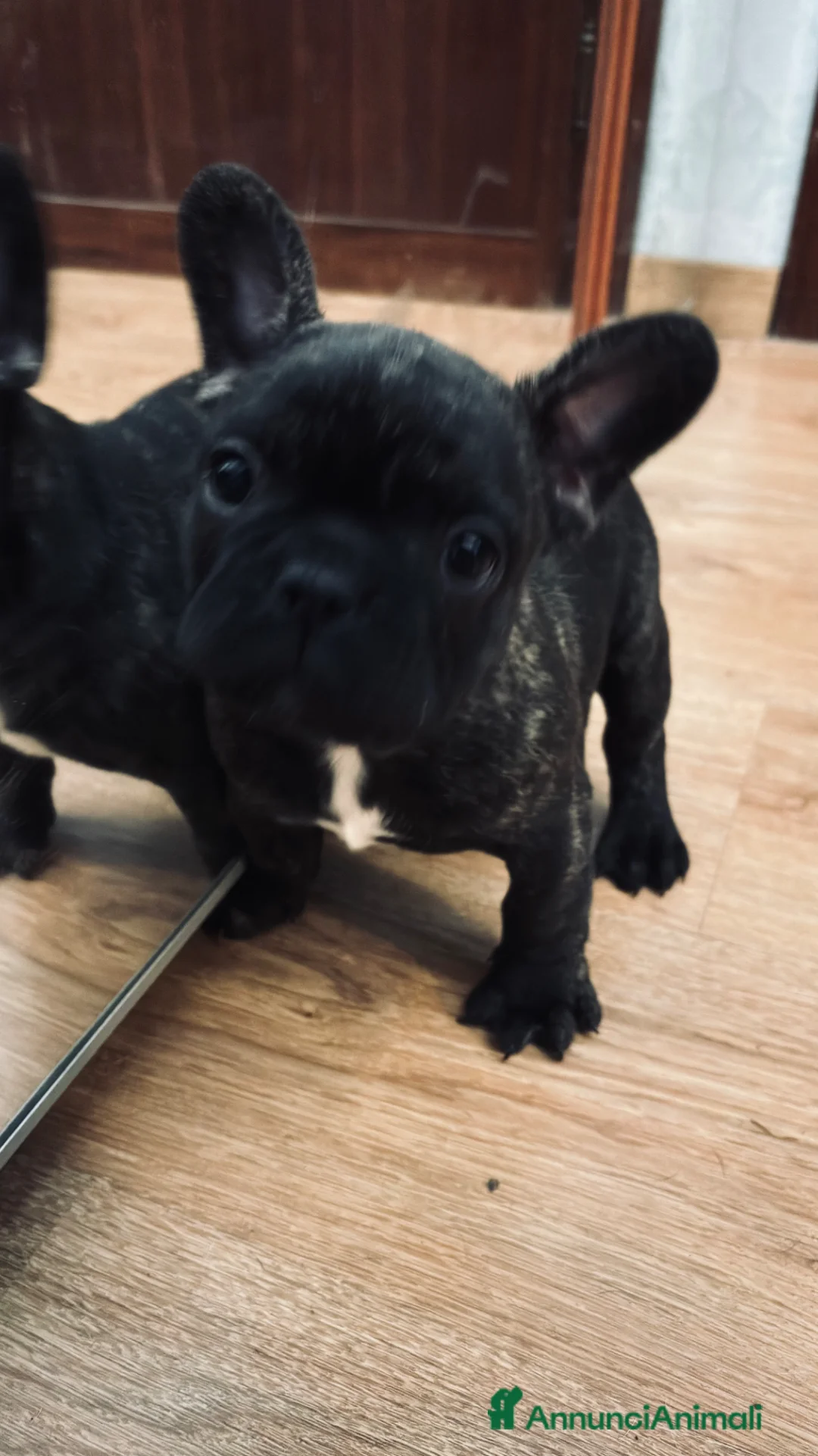 Bulldog Francese cani in vendita: Bulldog francese  - Annuncio 1