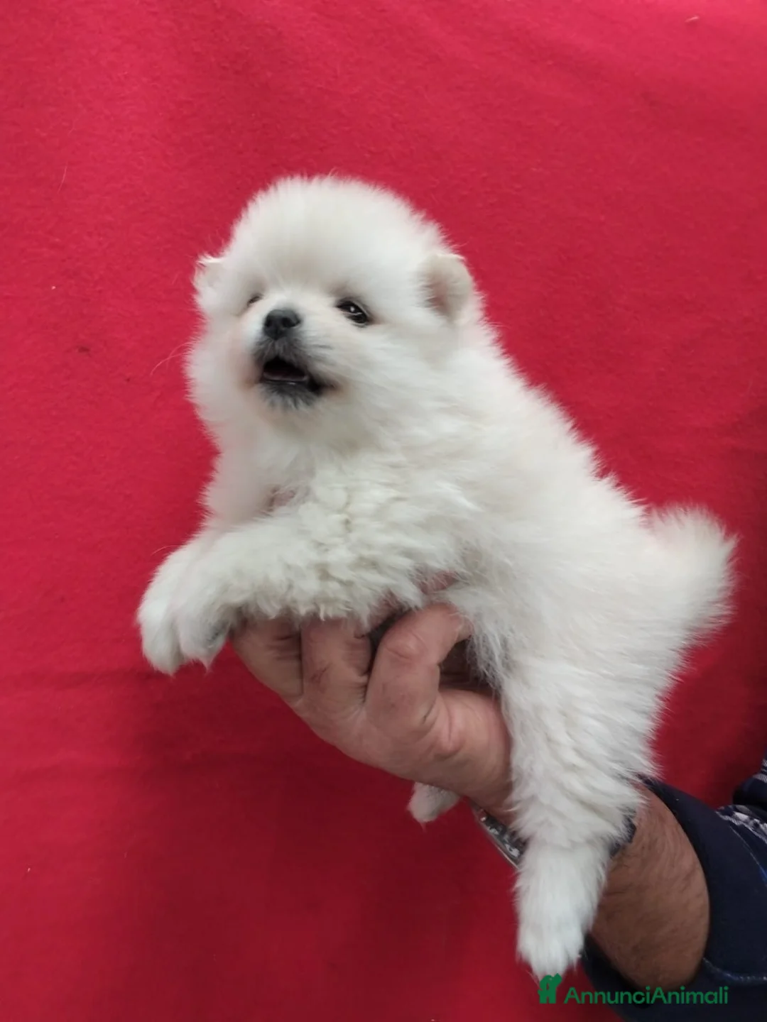 Spitz cani in vendita: Cucciolo di Spitz di Pomeranea  - Annuncio 2