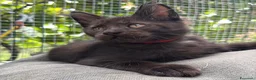 Maine Coon gatti in vendita: Maschietto nero di maine coon (Black Velvet) - Annuncio 1