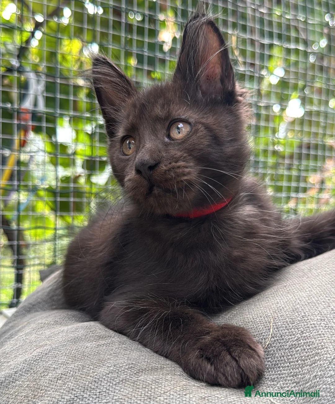 Maine Coon gatti in vendita: Maschietto nero di maine coon (Black Velvet) - Annuncio 1