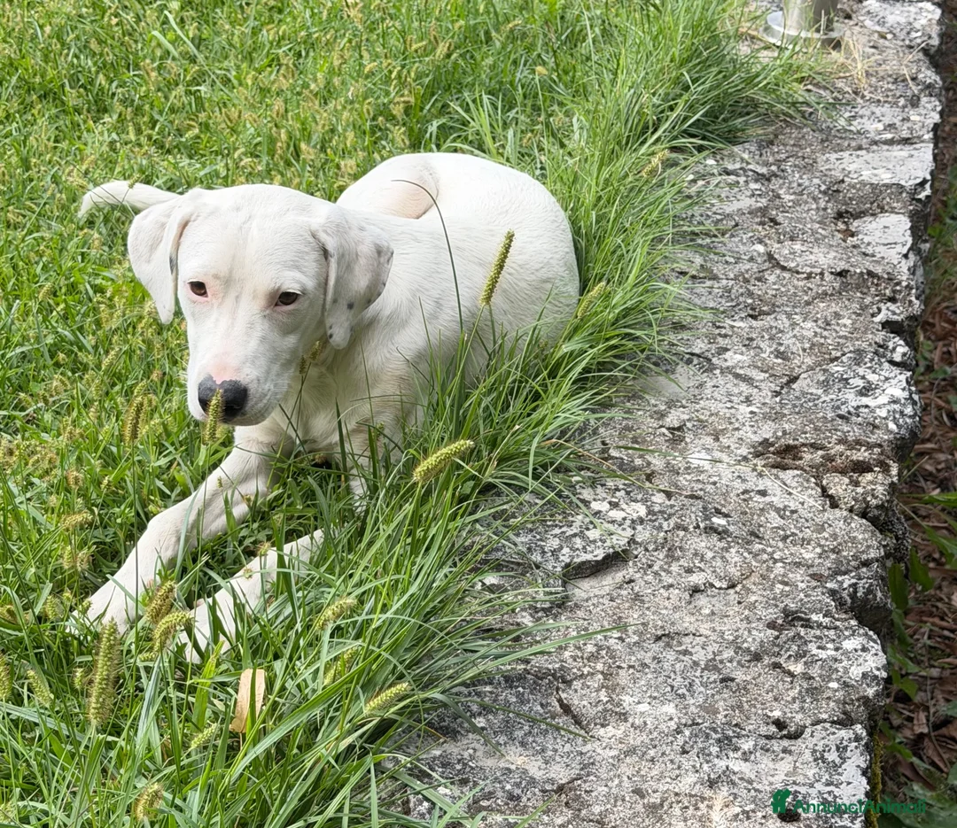 Meticcio cani in regalo: Aline  a Provincia di Pavia - Annuncio 1