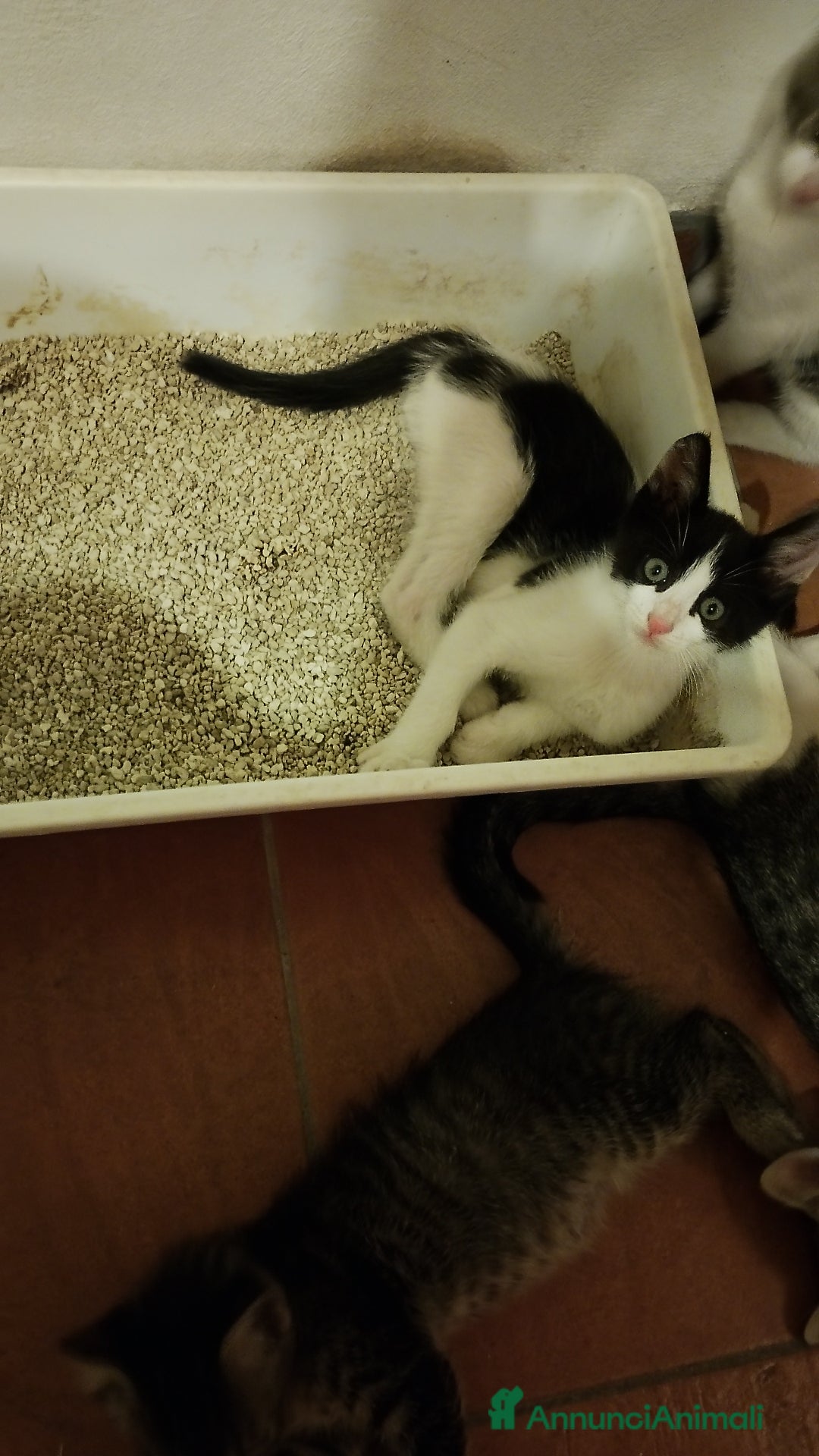 Altre razze gatti in regalo: Regalo gattino maschio - Annuncio 2