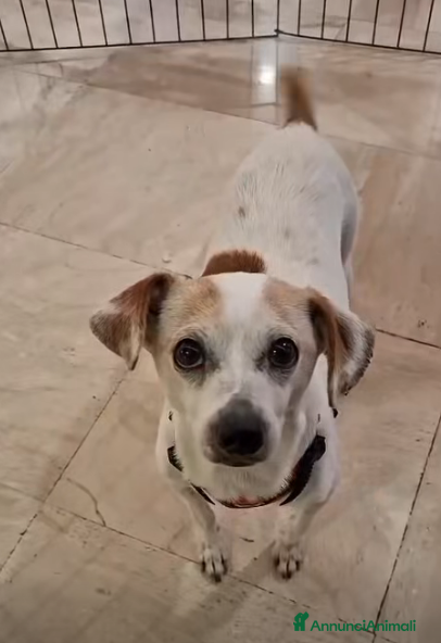 Meticcio cani ADOZ.DEL CUORE: 10 anni, tornata in canile,! - Annuncio 37