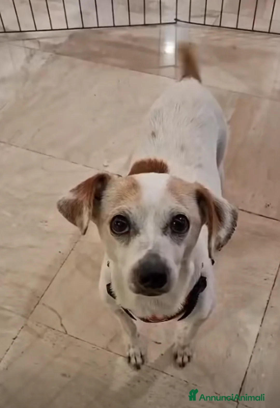 Meticcio cani in regalo: ADOZ.DEL CUORE: 10 anni, tornata in canile,! - Annuncio 1