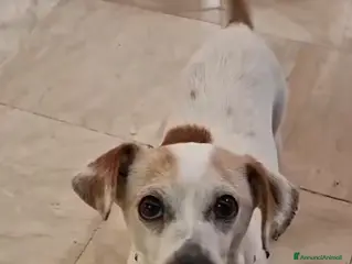 Meticcio cani ADOZ.DEL CUORE: 10 anni, tornata in canile,! - Annuncio 27