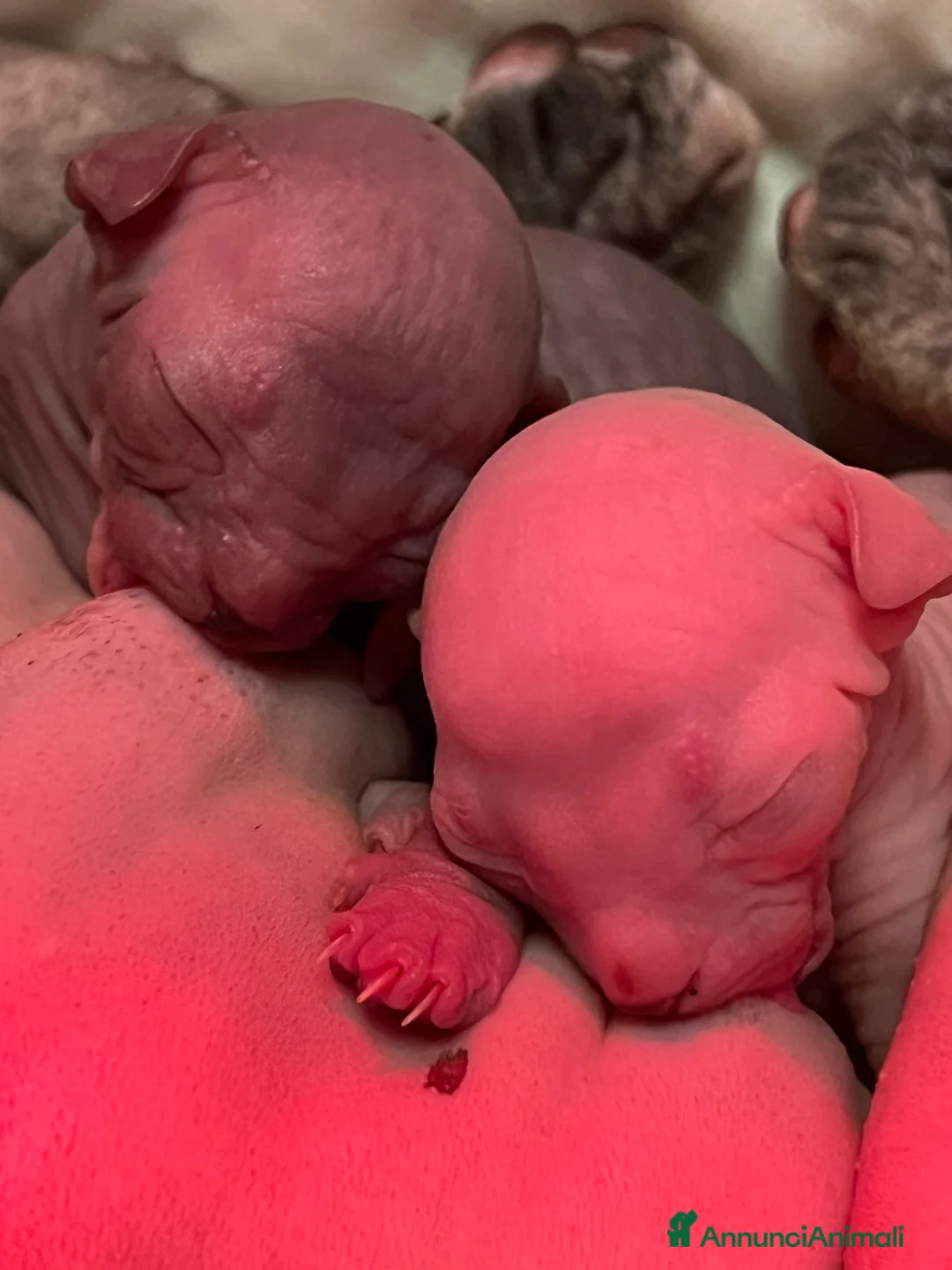 Sphynx gatti in vendita: Sphynx  a Città metropolitana di Roma Capitale - Annuncio 2