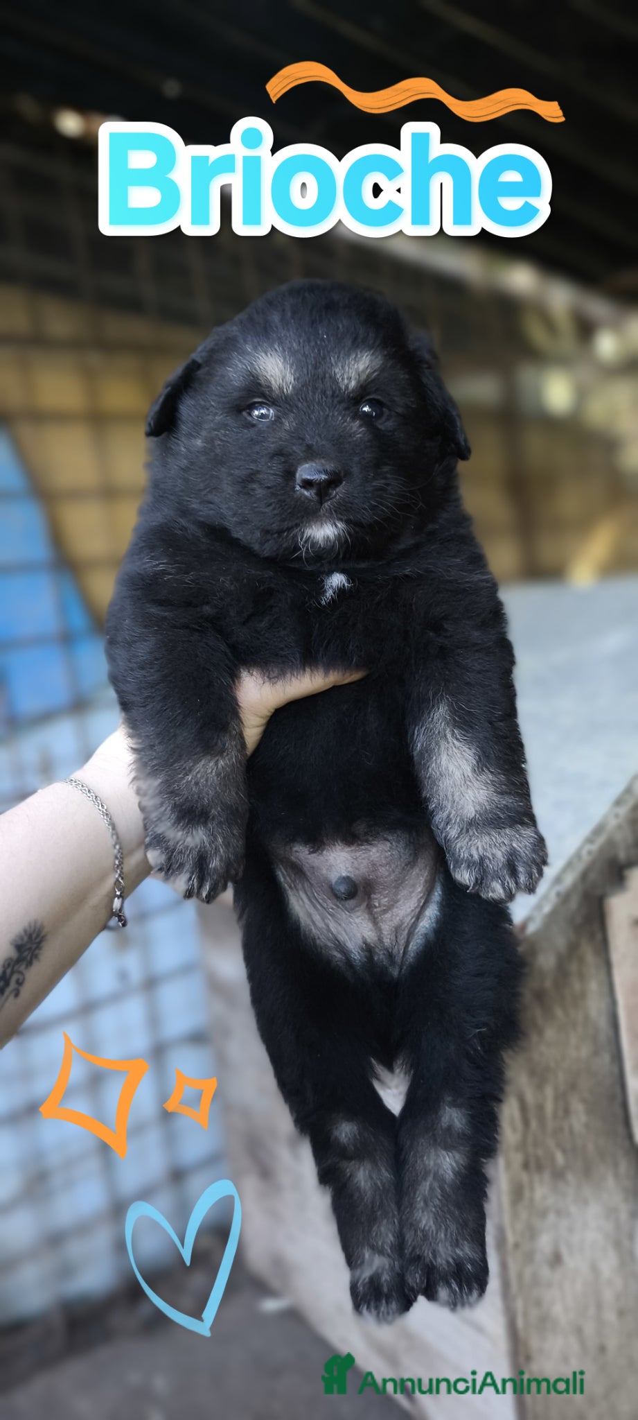 Meticcio cani Cuccioli spettacolari in cerca di adozione - Annuncio 2
