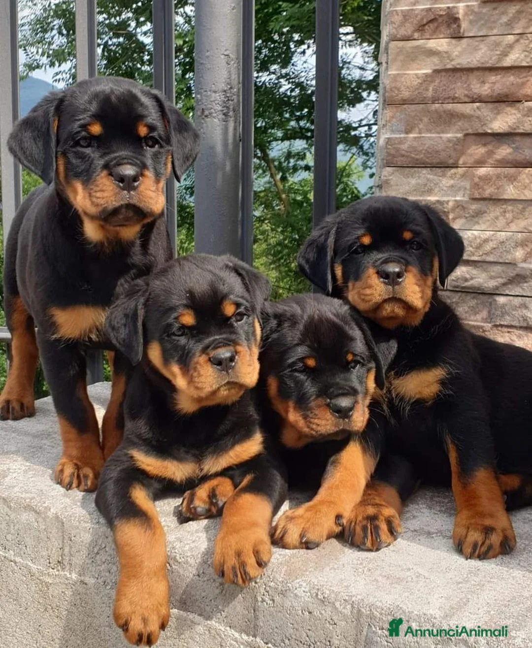 Immagine della galleria {{count}}