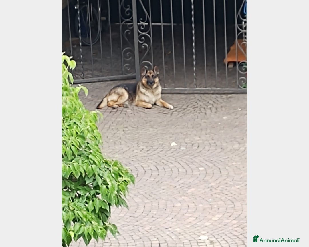 Pastore Tedesco cani in regalo: Pastore Tedes a catena e denutrito!SALVATO!PAVIA a Milano - Annuncio 5