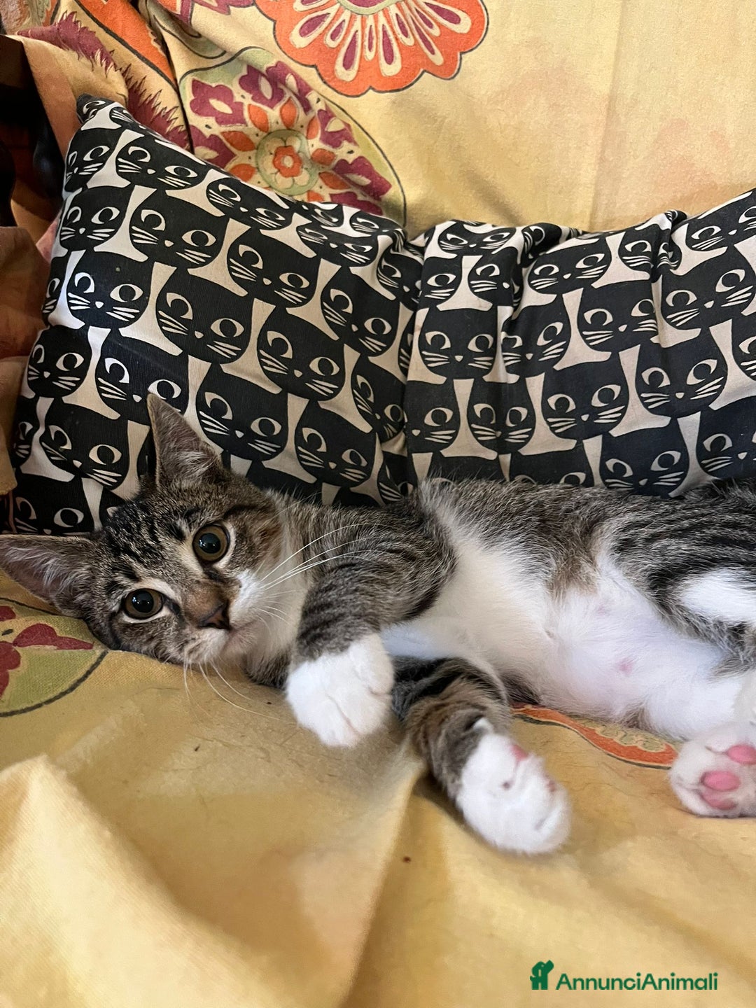 Europeo gatti in regalo: Gattino maschio di 4 mesi - Annuncio 9