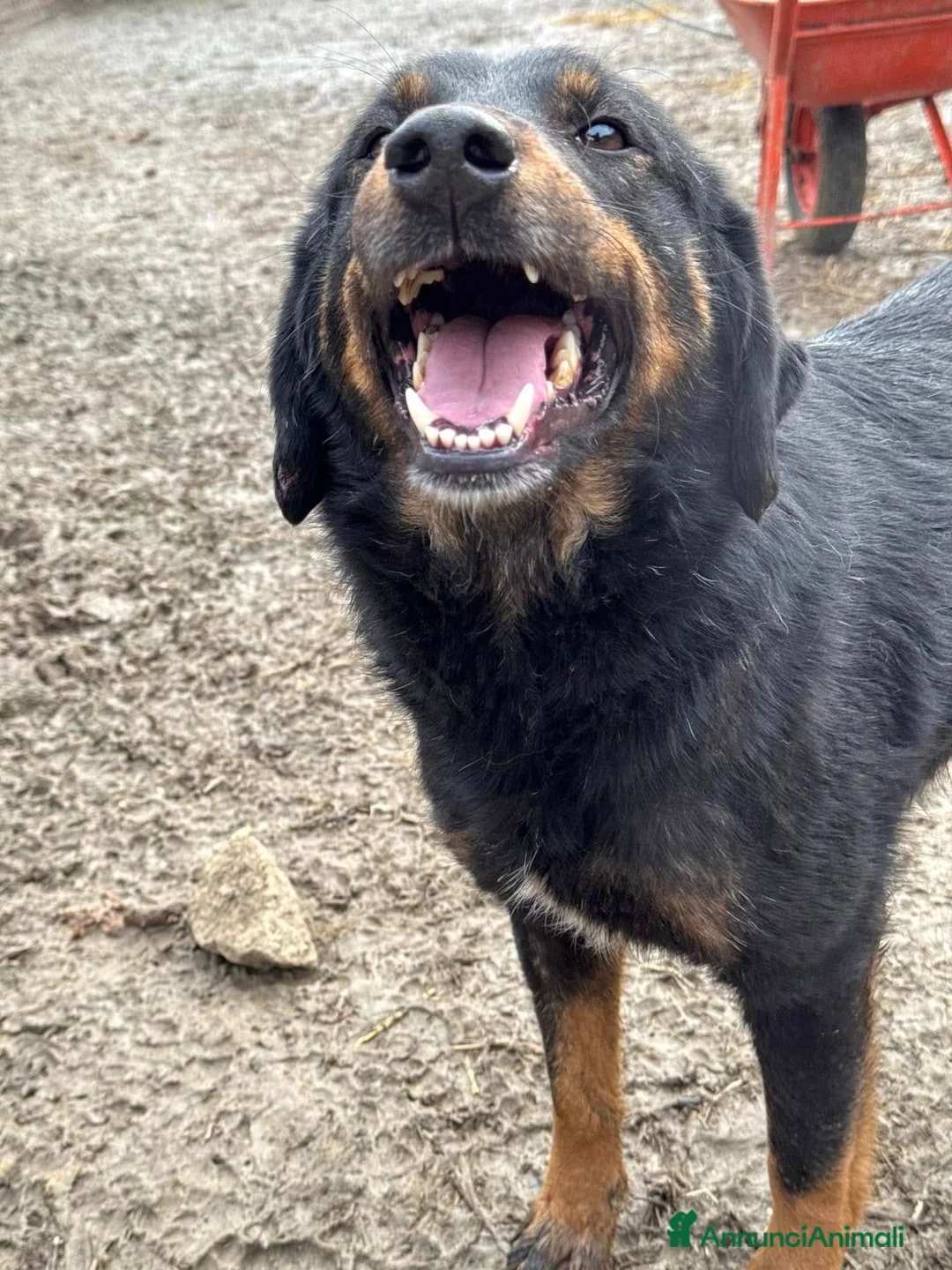 Meticcio cani in regalo: BUFFY, cagnolona buffissima in rifugio! - Annuncio 3