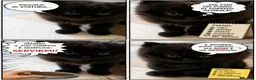 Persiano gatti in vendita: Persiano - Annuncio 3