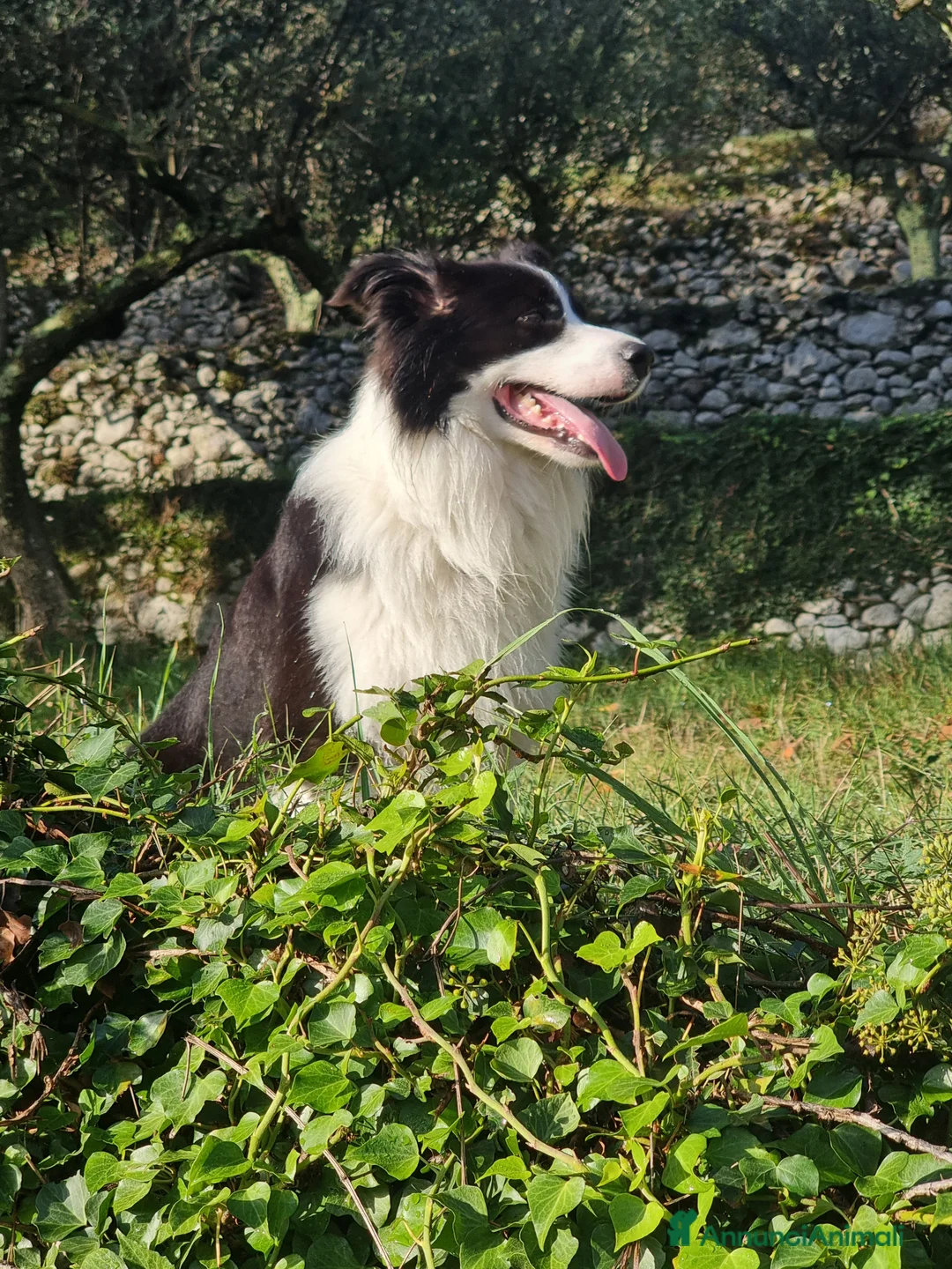 Bearded Collie cani per accoppiamento: border collie per monta - Annuncio 3