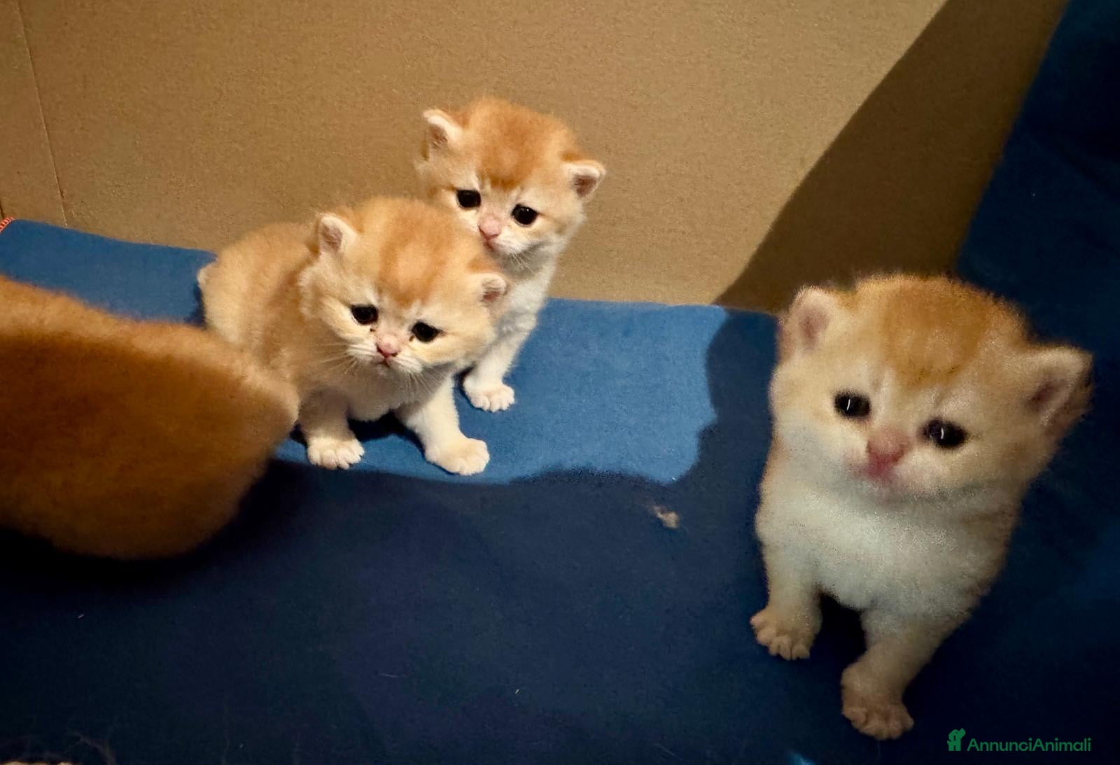 British gatti Gattini British shorthair golden chell ny12 - Annuncio 2