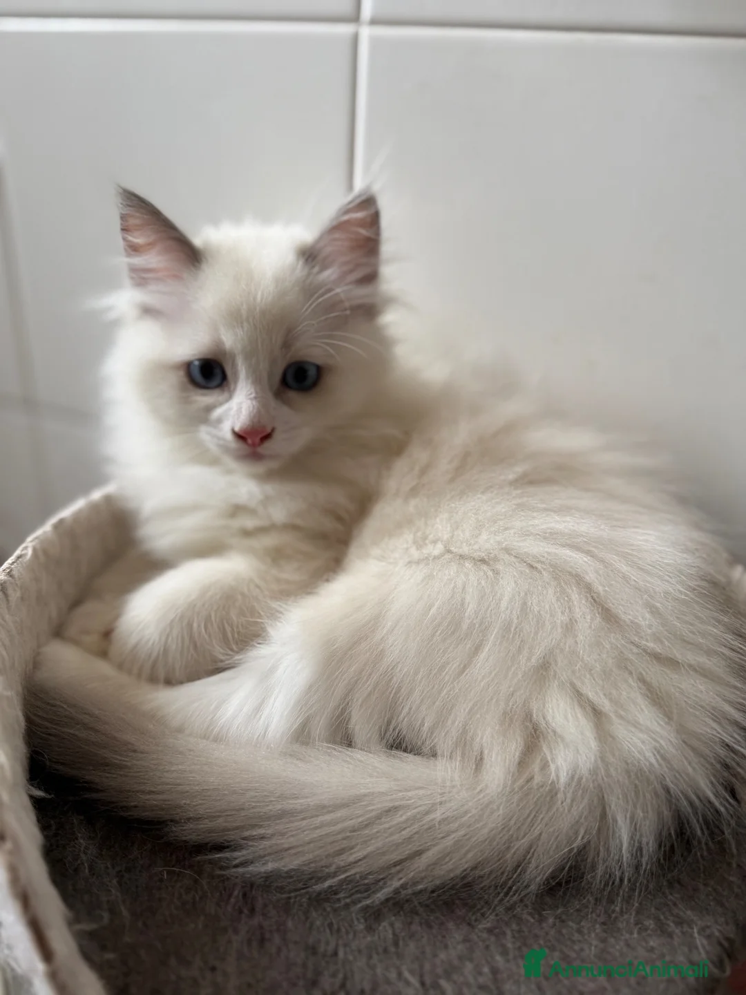 Ragdoll gatti in vendita: Cuccioli ragdoll - Annuncio 2