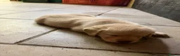 Meticcio cani in vendita: CUCCIOLI CERCANO FAMIGLIA - Annuncio 4