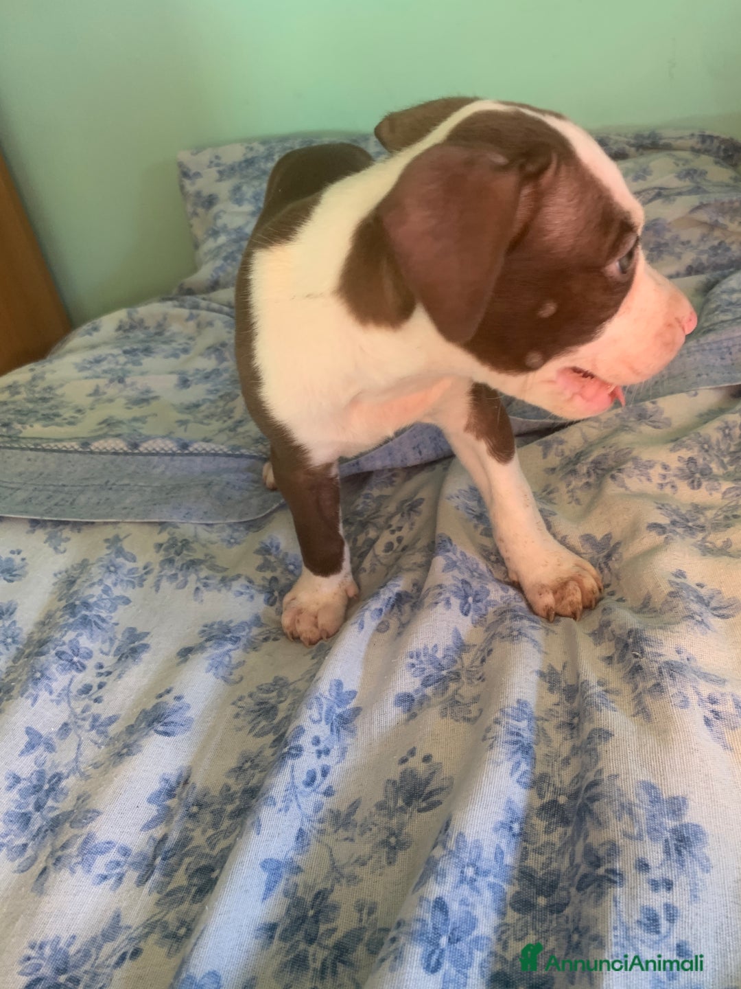 Pitbull cani in vendita: CUCCIOLI DI PITBULL a Provincia di Viterbo - Immagine 26