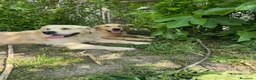 Golden Retriever cani in vendita: Golden sel. caratterialmente/morfologicamente  - Annuncio 13