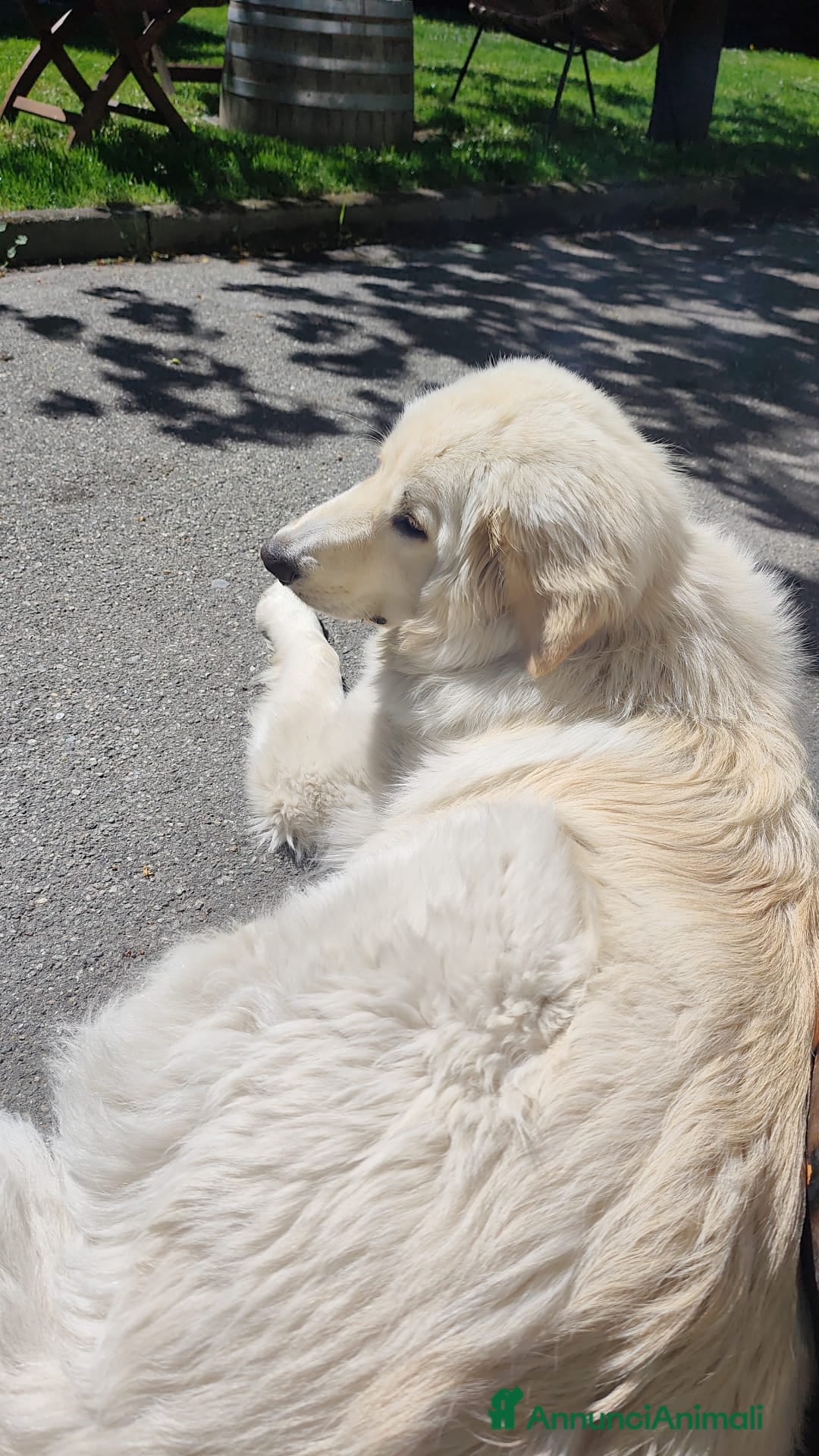 Meticcio cani Harlock 4 mesi rimasto da solo cerca casa  - Annuncio 2