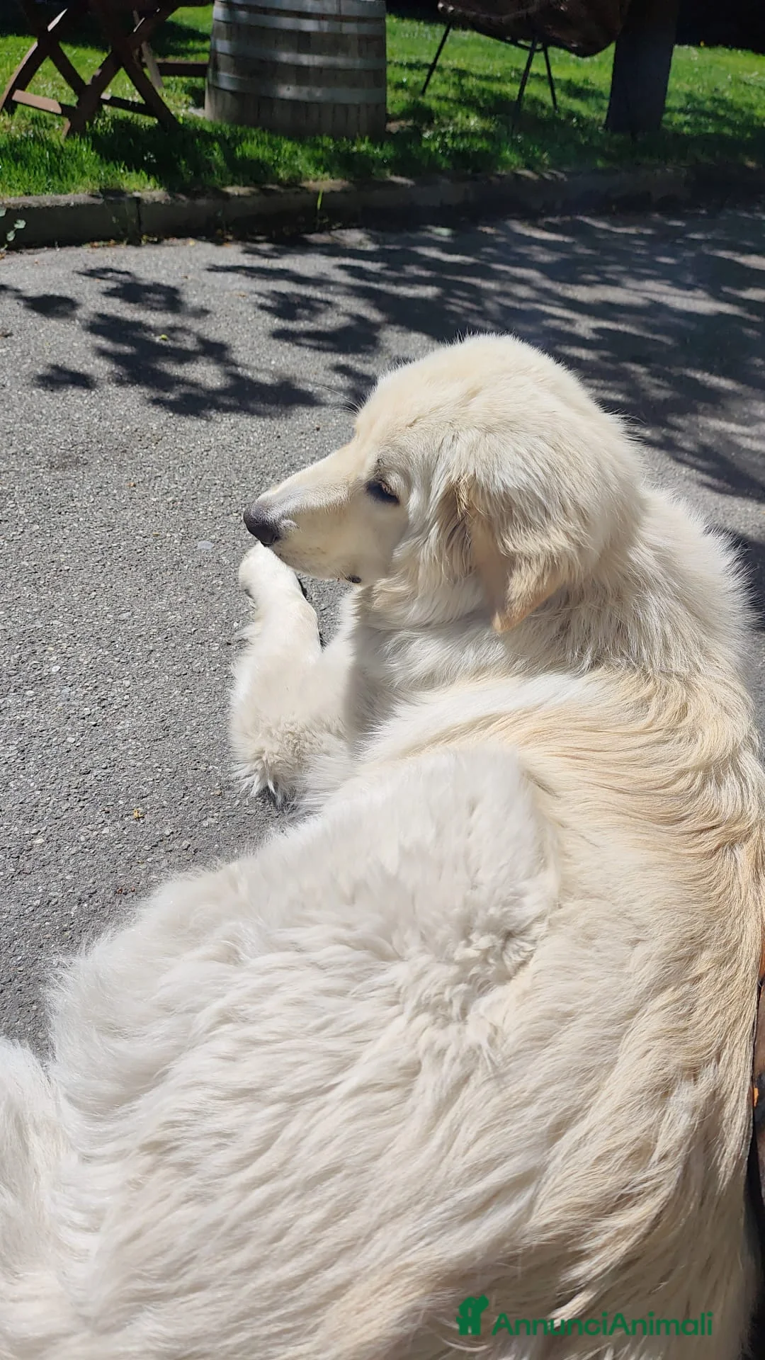 Meticcio cani in regalo: Harlock 4 mesi rimasto da solo cerca casa  - Annuncio 2