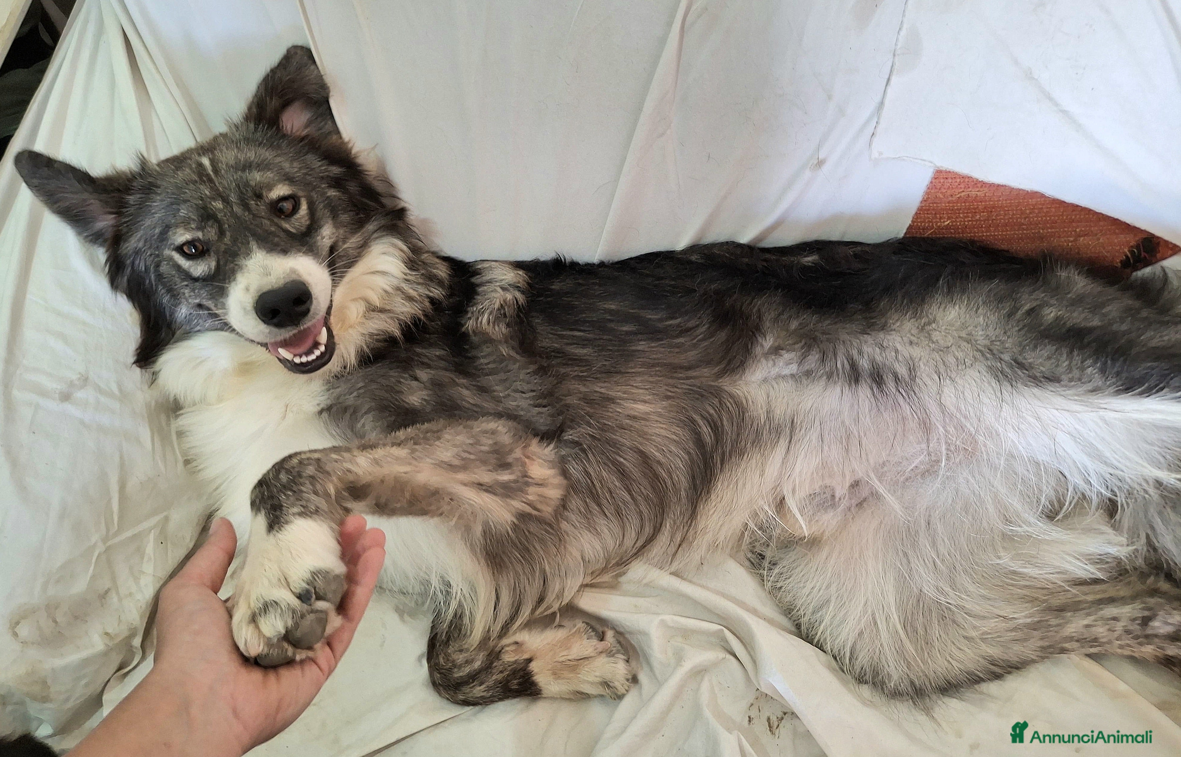 Border Collie cani Derek 1 anno taglia media  a Città metropolitana di Palermo - Annuncio 4