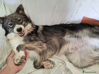 Border Collie cani Derek 1 anno taglia media a Città metropolitana di Palermo - Annuncio 33