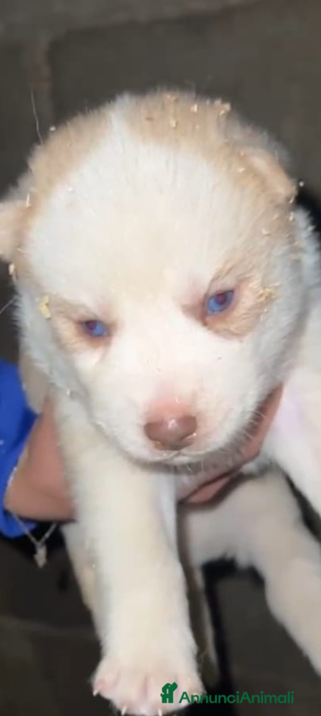 Husky cani in vendita: Husky Siberian  a Provincia di Cosenza - Immagine 7